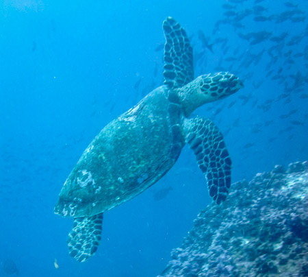 Rùa biển ở đảo Galapagos